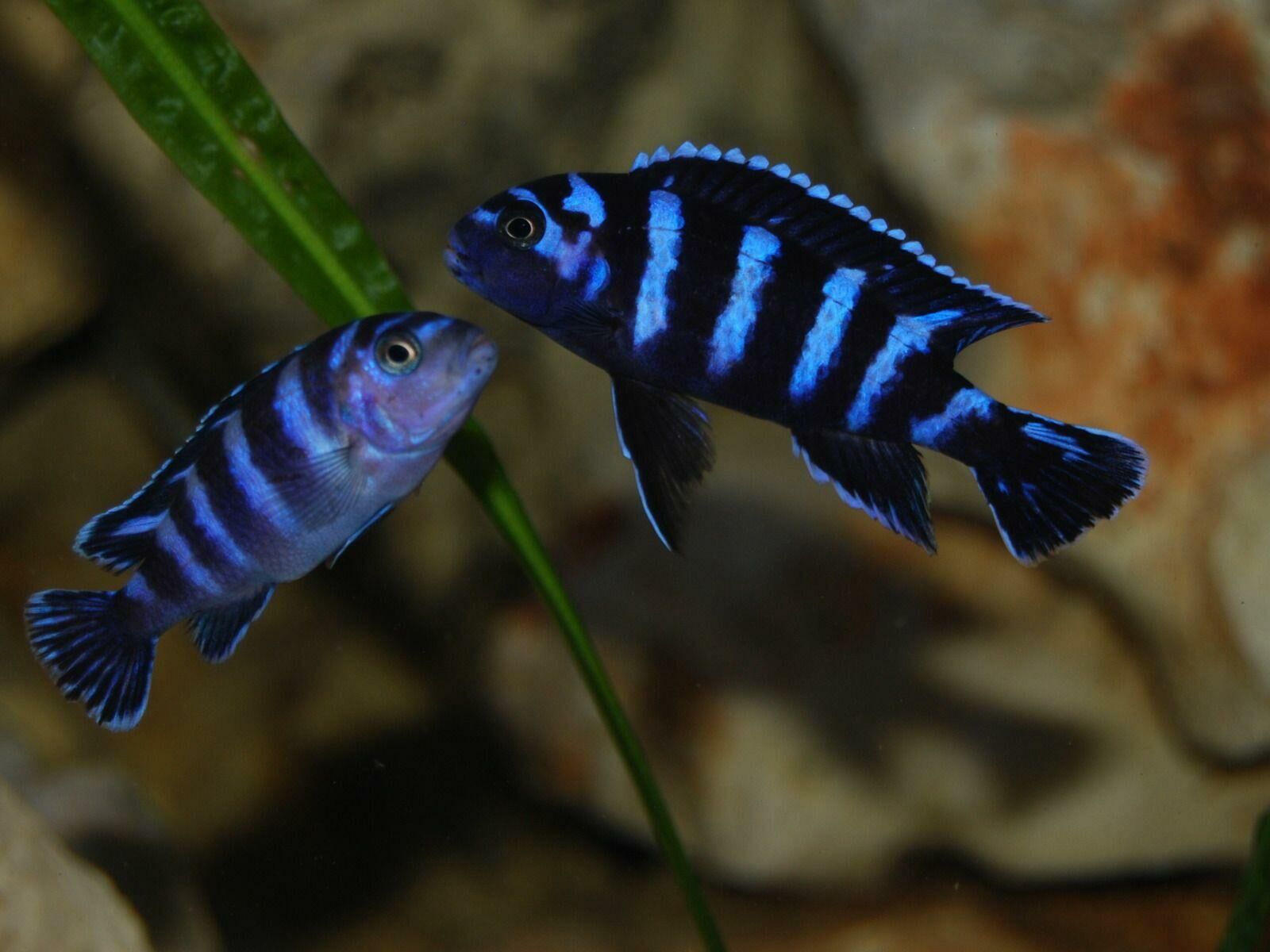 Imagem do Demasoni Pombo